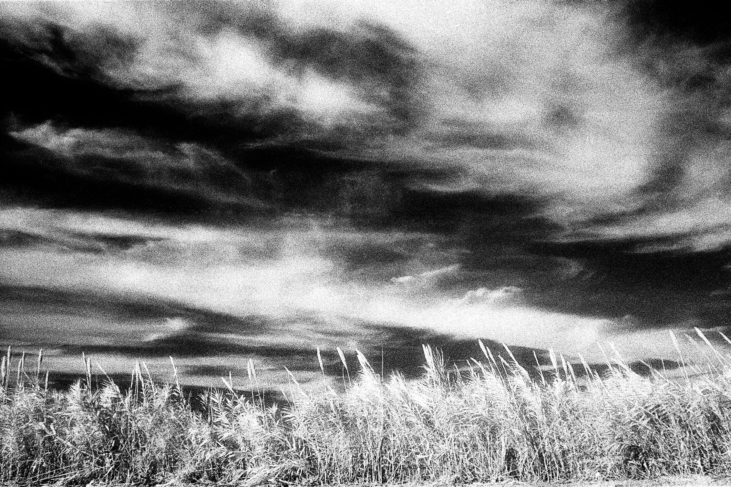 black and white photo of long clouds and plants with stalks in the foreground