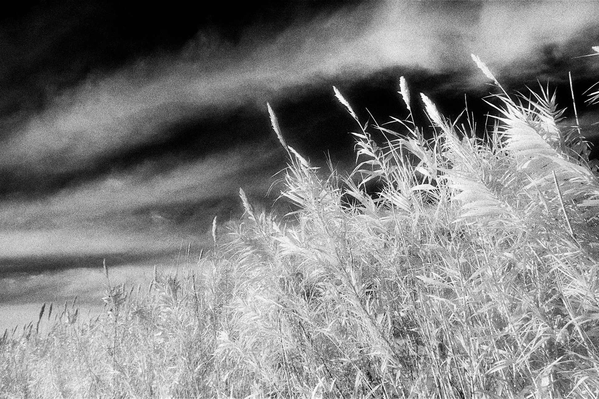 a black and white photo of a field of tall grass
