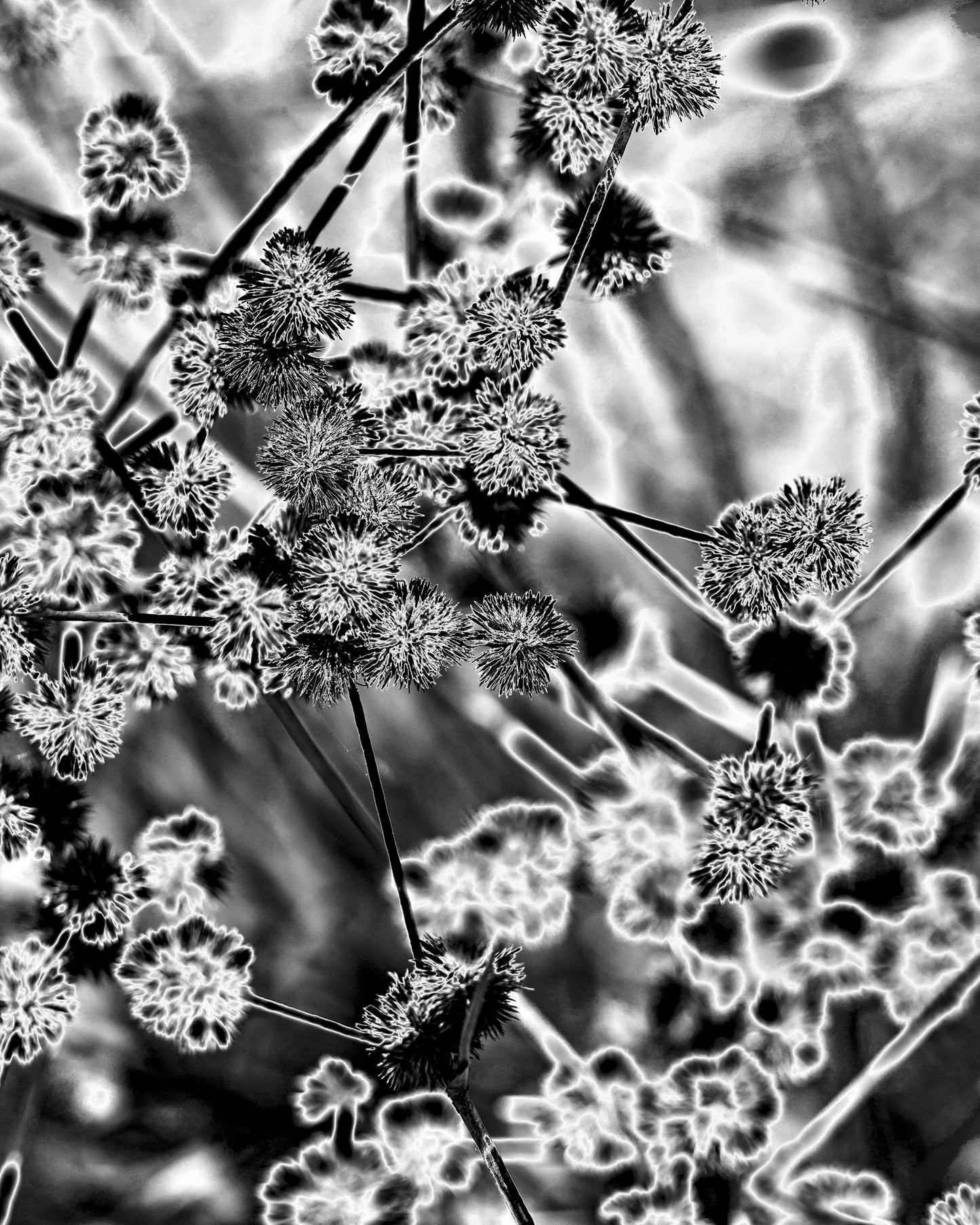 black and white close up of plant with solarized effect