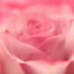 macro of pink rose shot in studio with shallow depth of field