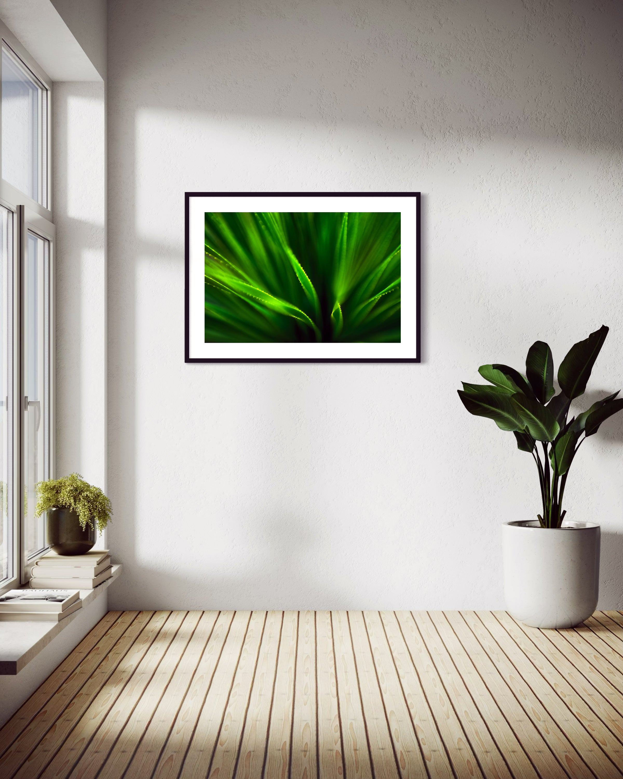 green agave like plant with selective focus in black frame with white matte on white wall in corner of home in minimalist home with plant and hardwood floors