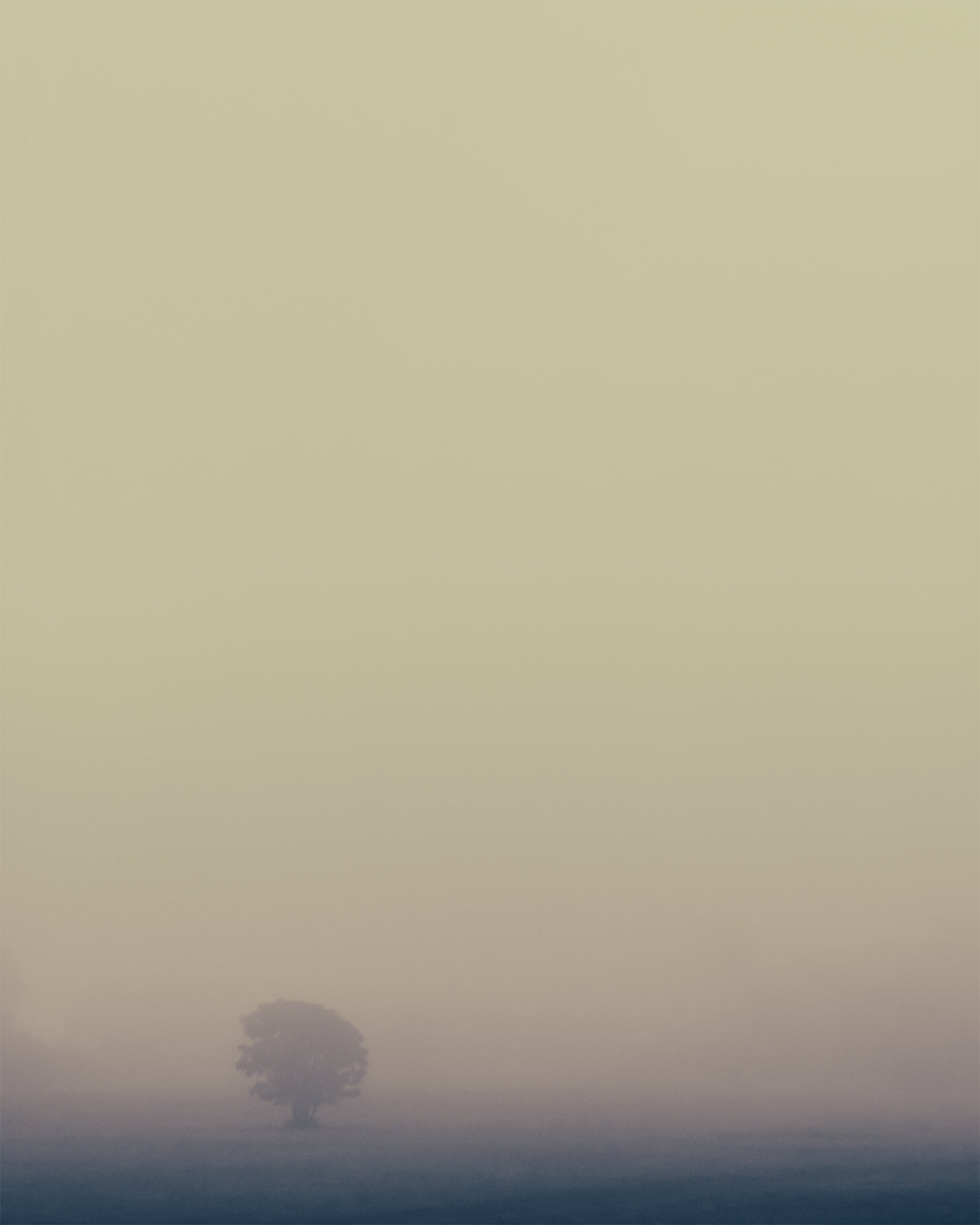 photo of a single tree in the fog