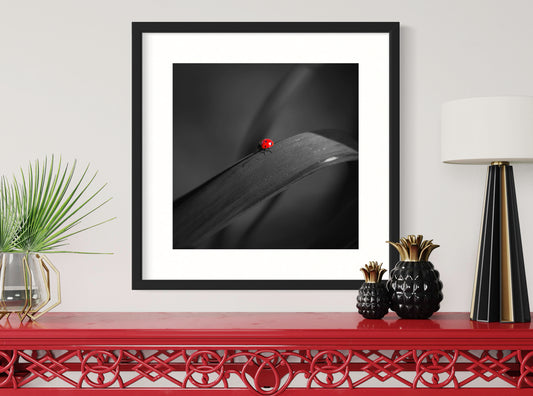 photo of Ladybug in middle of square image, everything except the Ladybug is black and white in black frame on white wall with small red table below