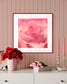macro of pink rose shot in studio with shallow depth of field in red frame on pink wall with flowers on table below