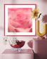 macro of pink rose shot in studio with shallow depth of field in pink frame with white matte on white wall above white two large pink cubes with a few large flowers on top