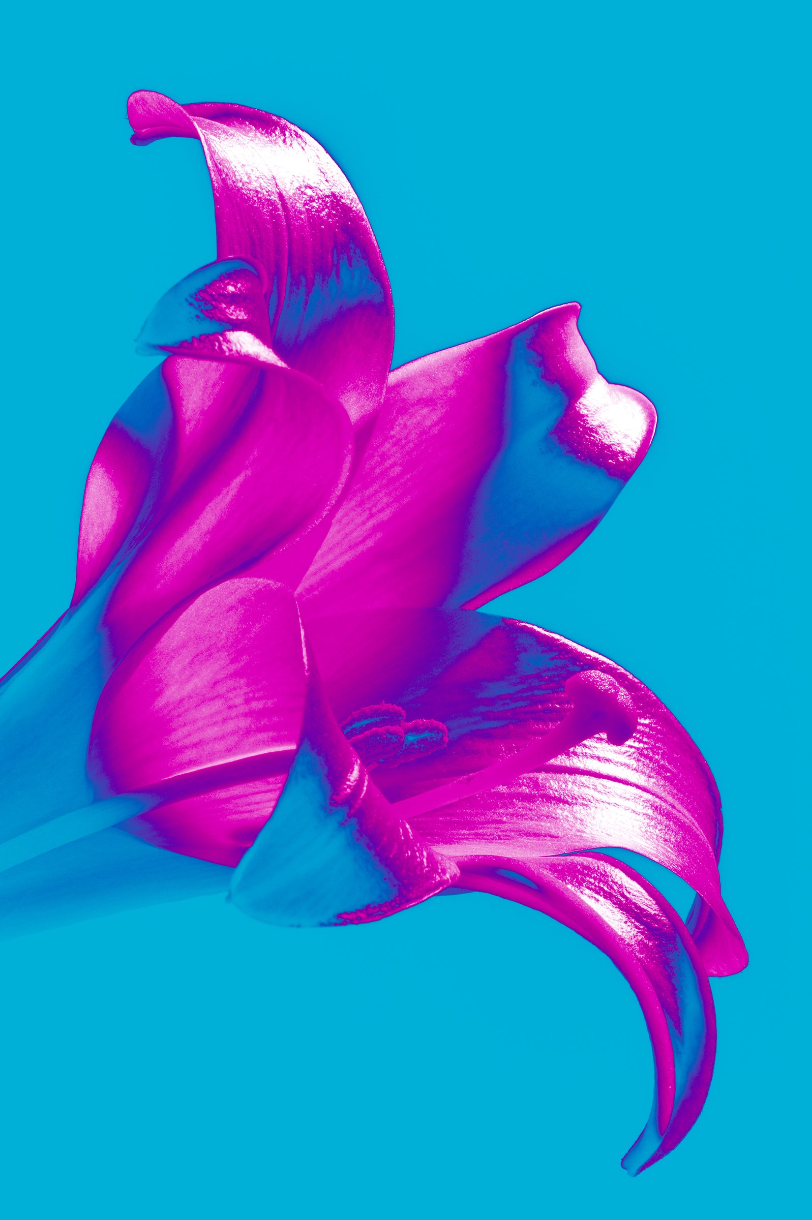 bright pop art photo of pink lily on blue background