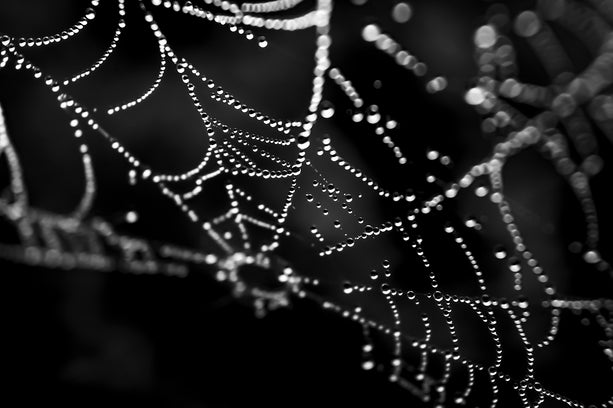 close up photo of rain drops on spider web in black and white