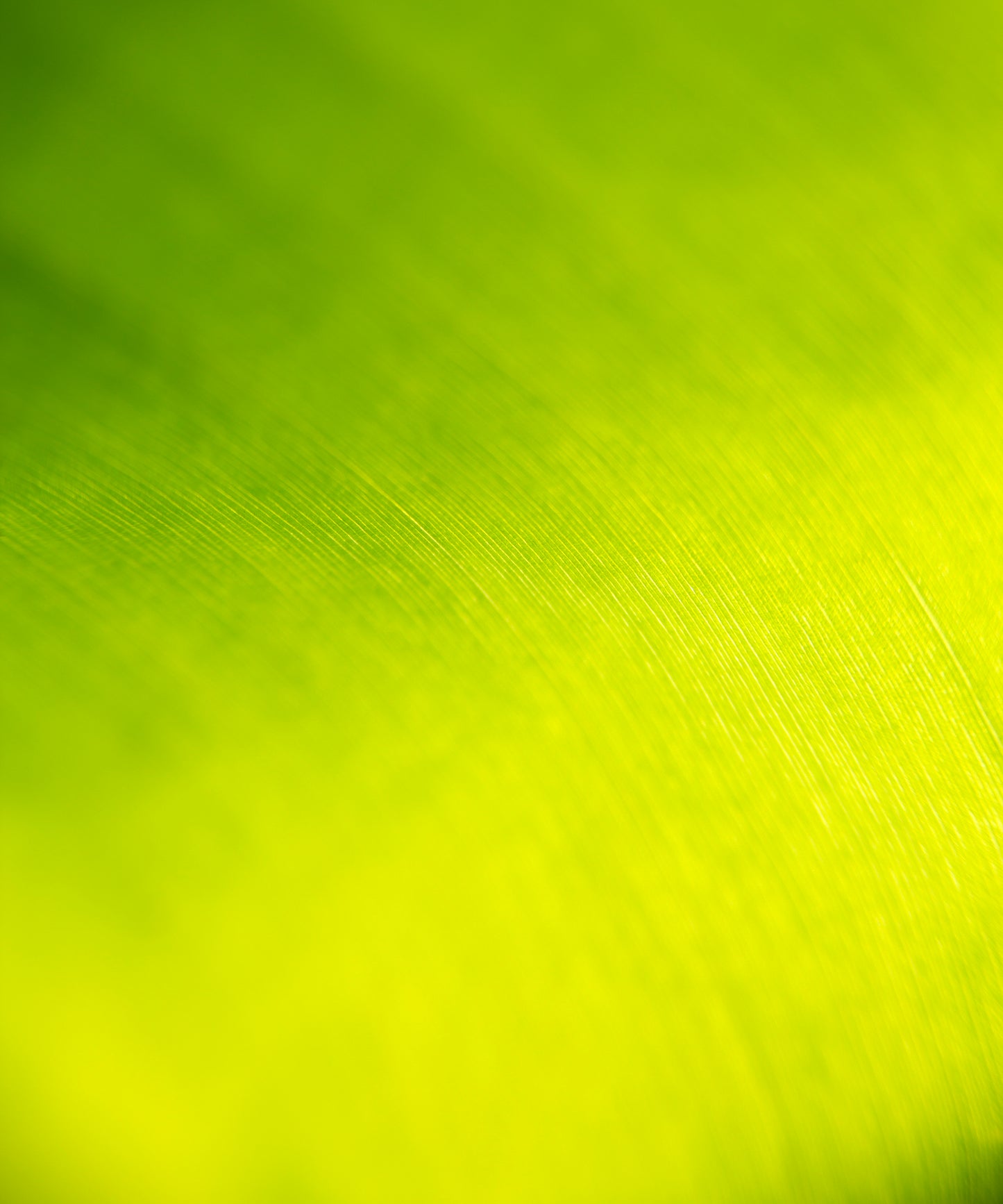 close up of large tropical leaf with the lines flowing like a waterfall