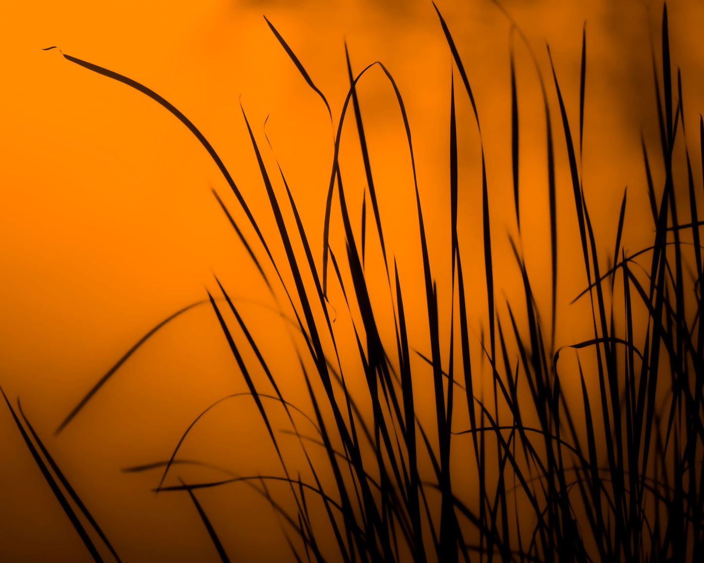 close up photo of tall grass at sunset with water in the background