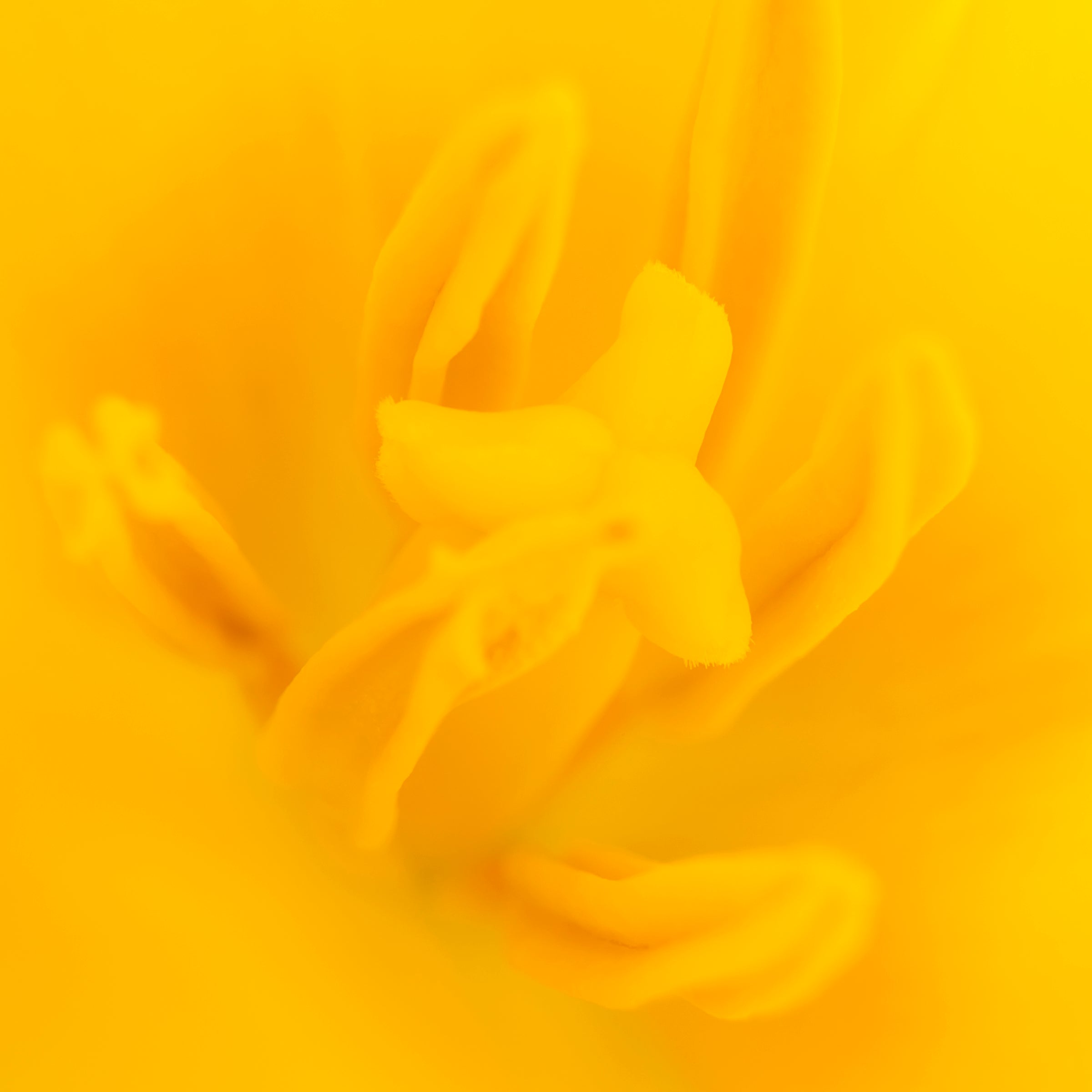 square photo very close up of inner part of yellow flower