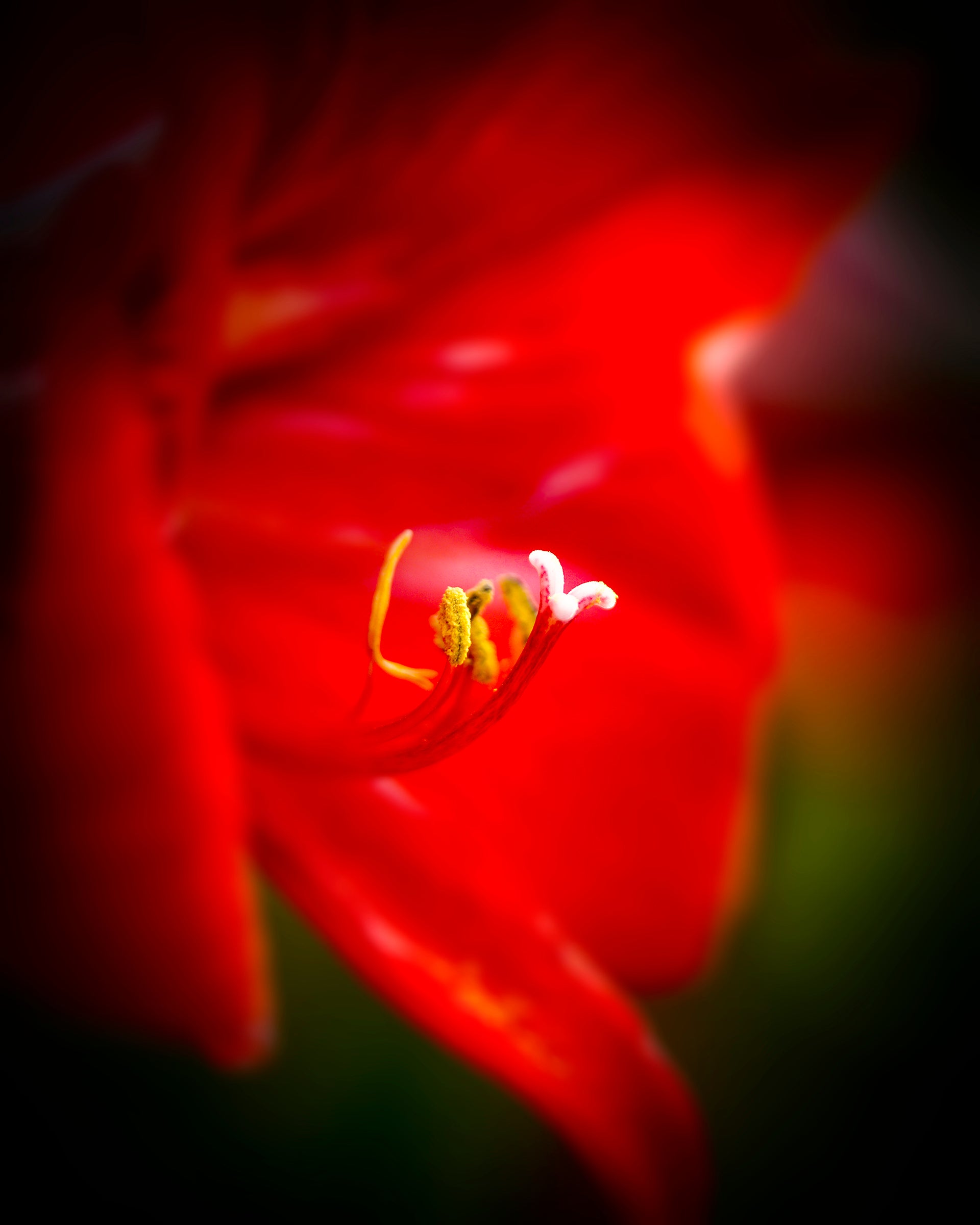 macro photo of red flower, selective focus
