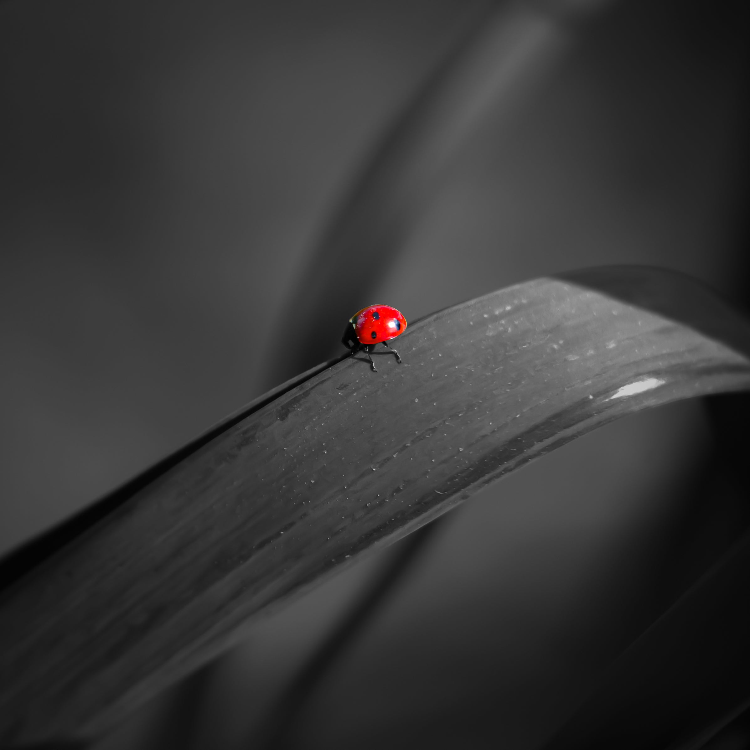photo of Ladybug in middle of square image, everything except the Ladybug is black and white