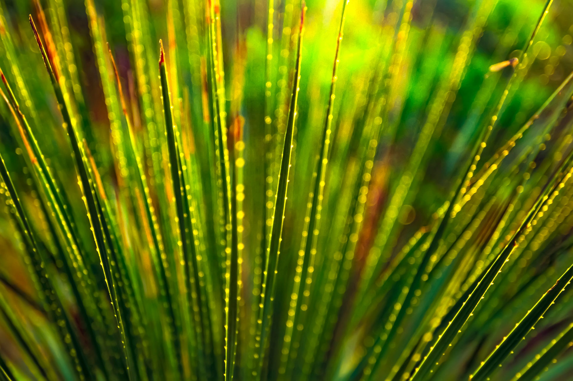 photo close up of Sotol plant backlit at dusk